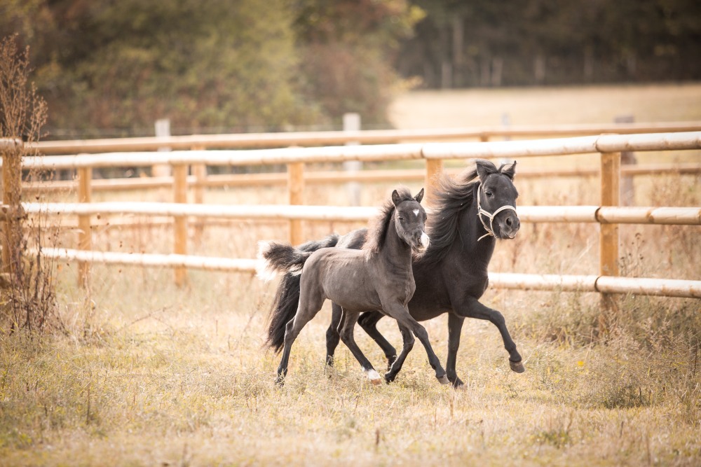 Overview of our miniature horse breeding farm