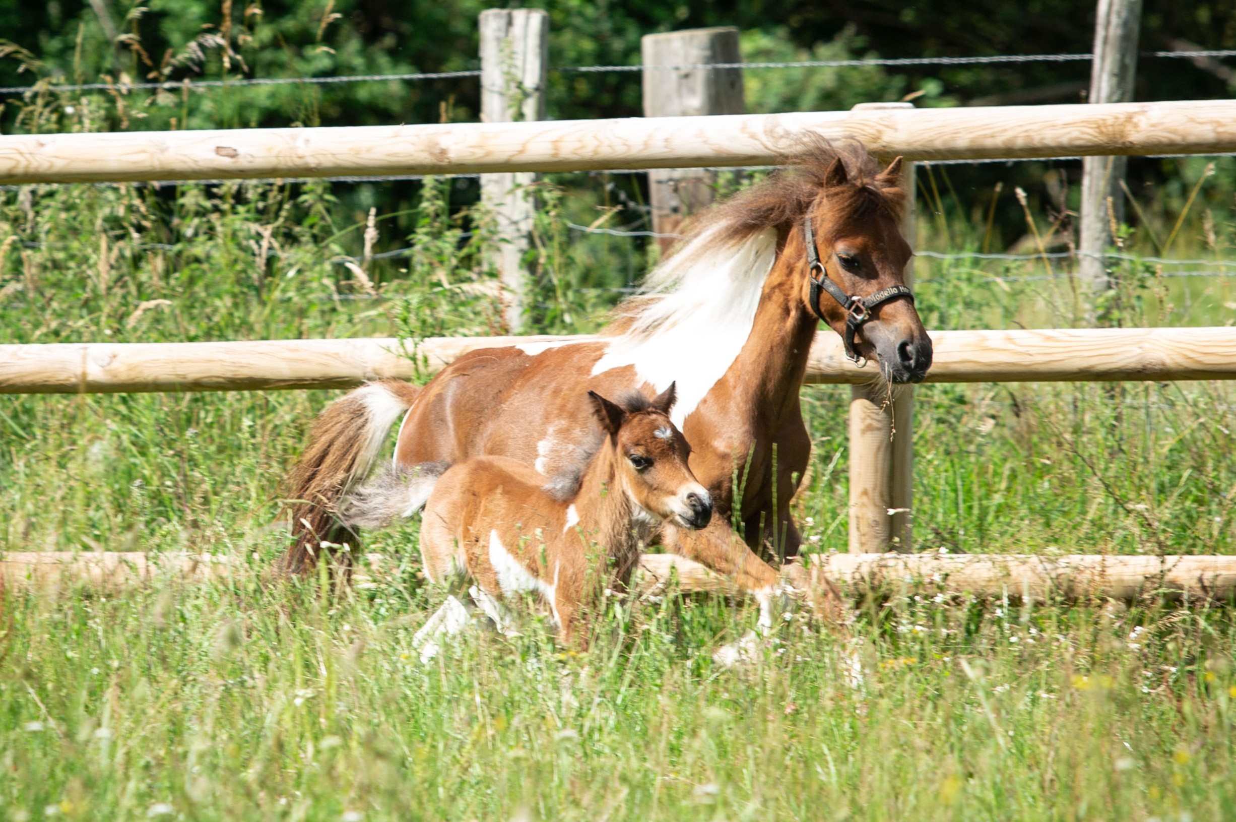 Overview of our miniature horse breeding farm