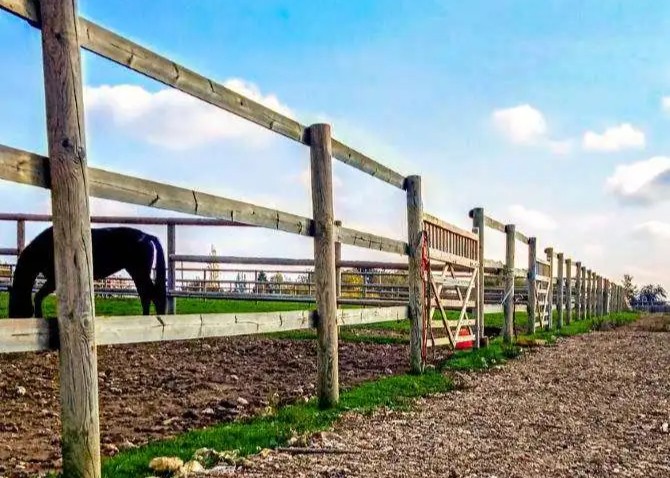 paddocks chevaux grand format