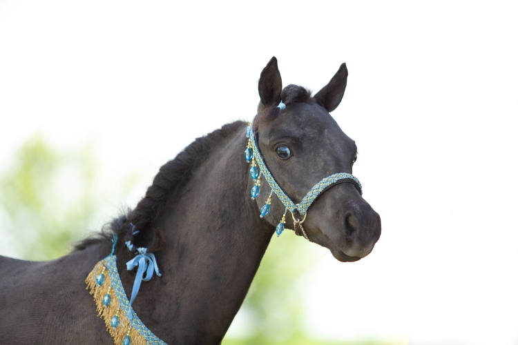 Cheval miniature américain étalon AMHA AMHR Apollo de Clayrel