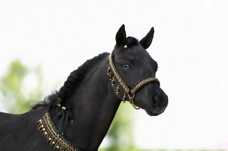 Cheval miniature américain étalon AMHA AMHR Apollo de Clayrel
