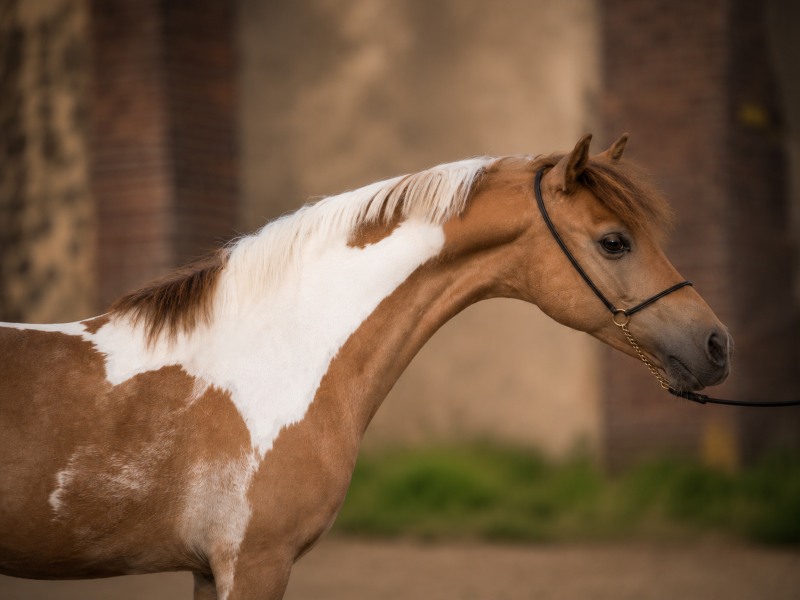 Poulain de Modello JL Bailamos Lady Bird au Haras de Clayrel