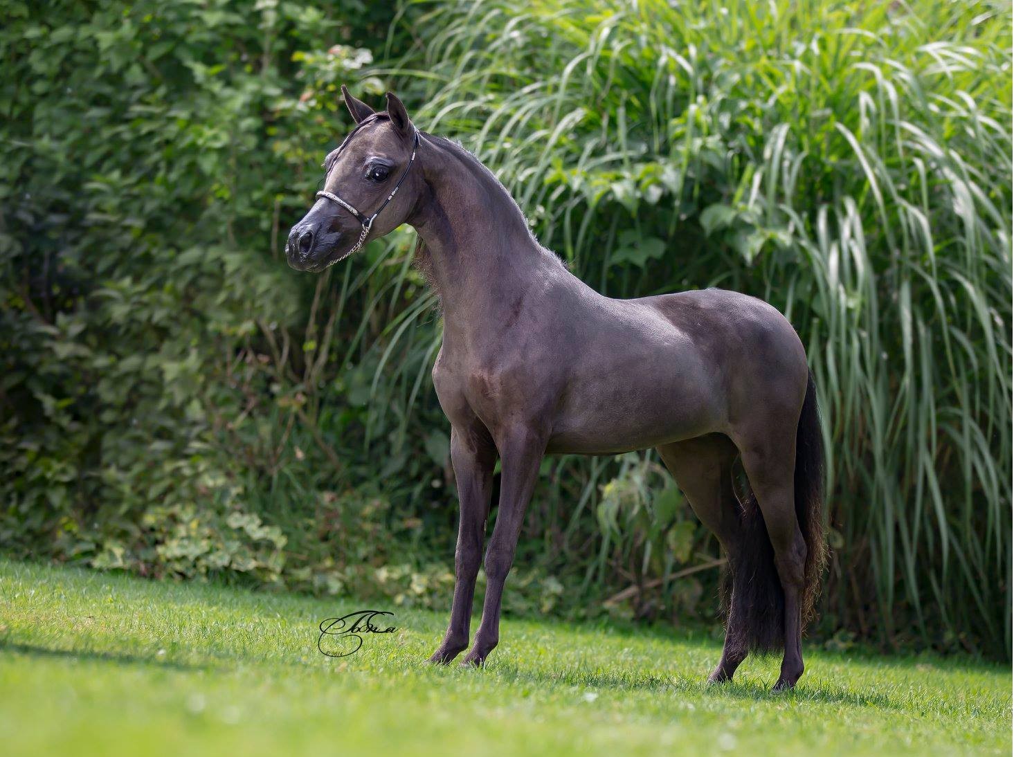 EBF FL Creek Glamour Black Swan - American miniature horse broodmare