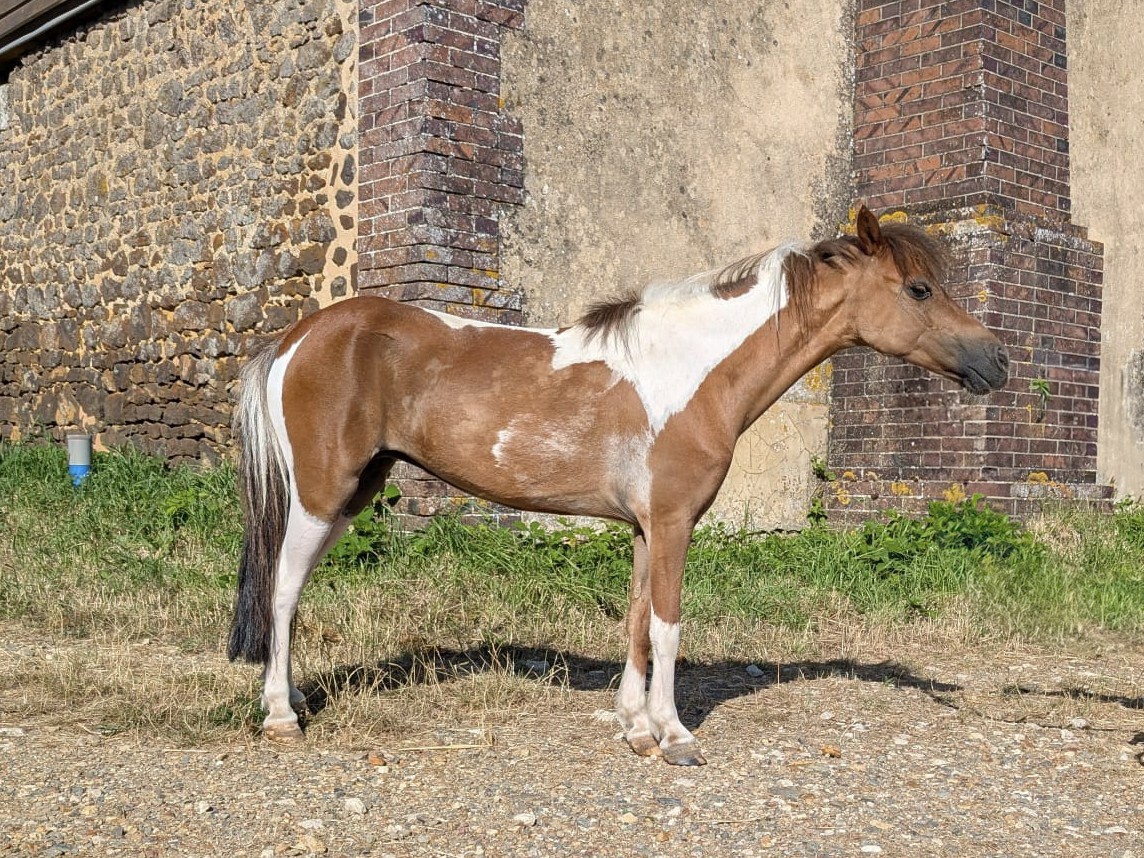 Modello JL Bailamos Lady Bird - American miniature broodmare