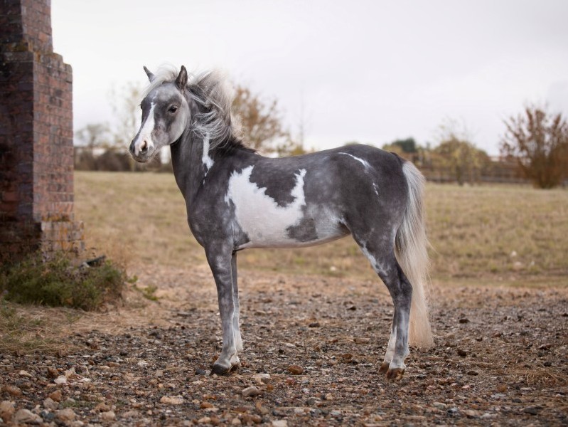 Modello CHA Josie W La Vie En Rose - American miniature broodmare