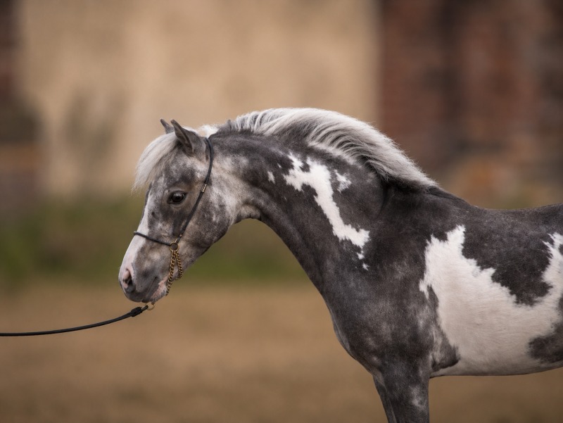 Portrait of Modello CHA Josie W La Vie En Rose, pinto silver dapple American miniature mare