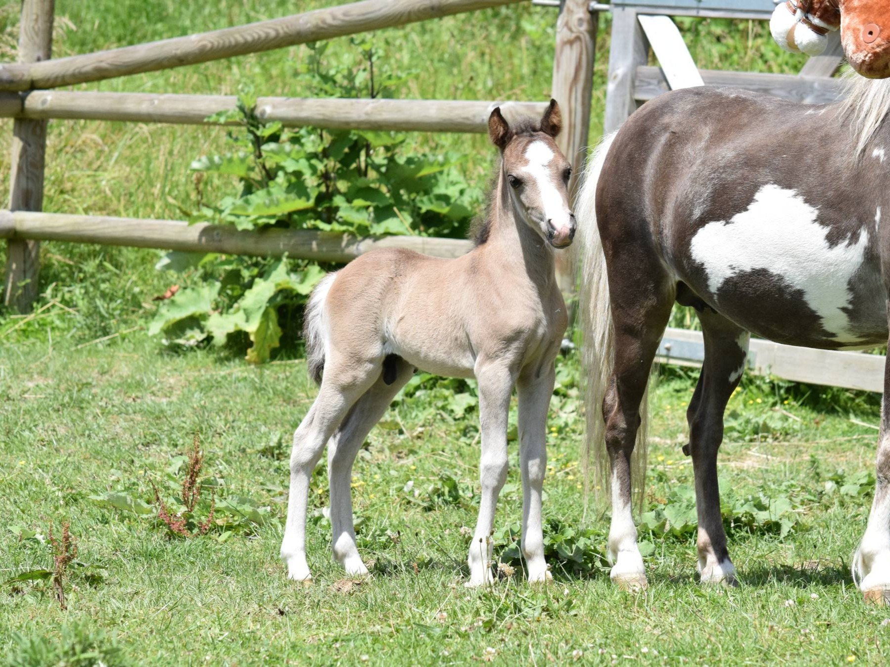 Clayrel Shadow Dancer Altair - Sold American miniature colt