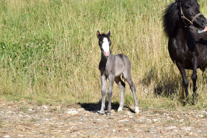 Clayrel BX Black Nyx - Sold American miniature colt