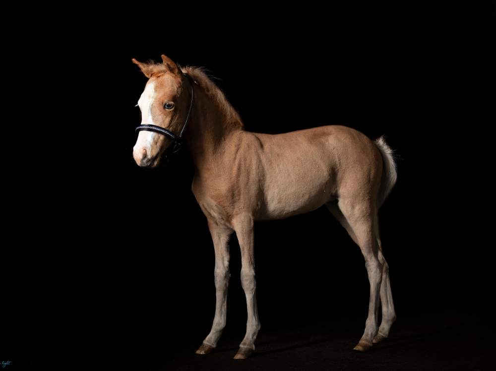 Clayrel Rose BX Firefly - Sold American miniature filly