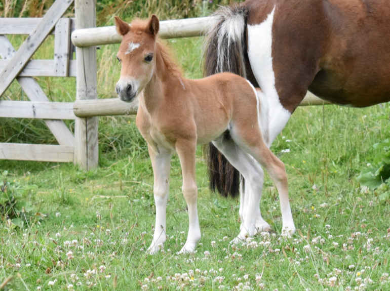 Clayrel Goldy Bird Of Chaman - Sold American miniature filly