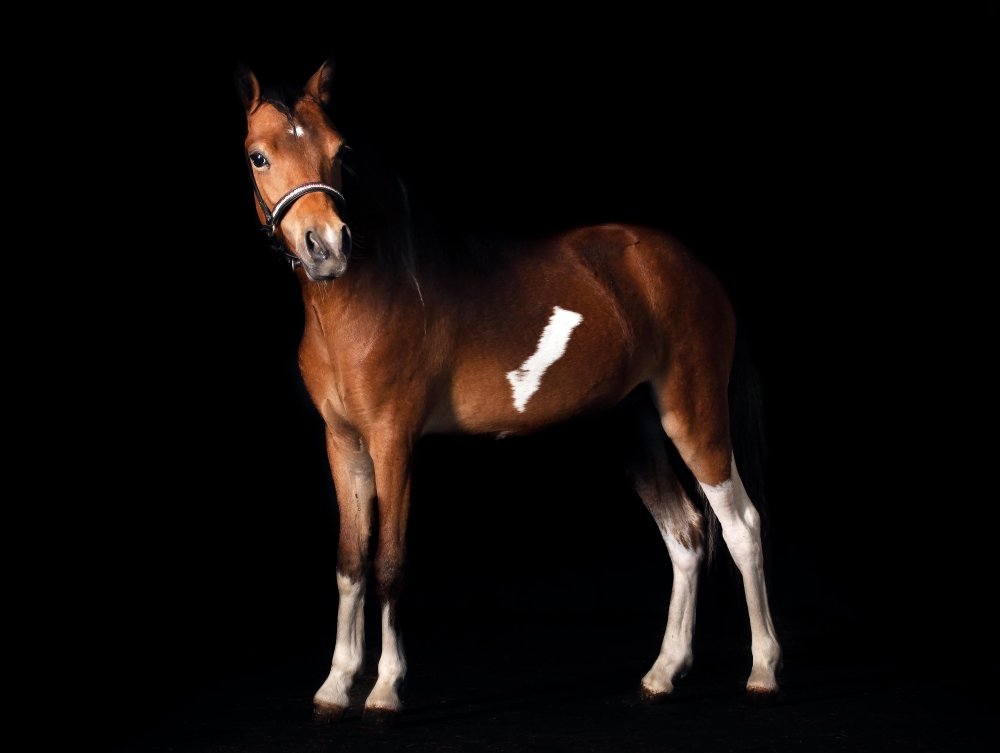 Clayrel Black BX Lightbringer - Sold American miniature filly
