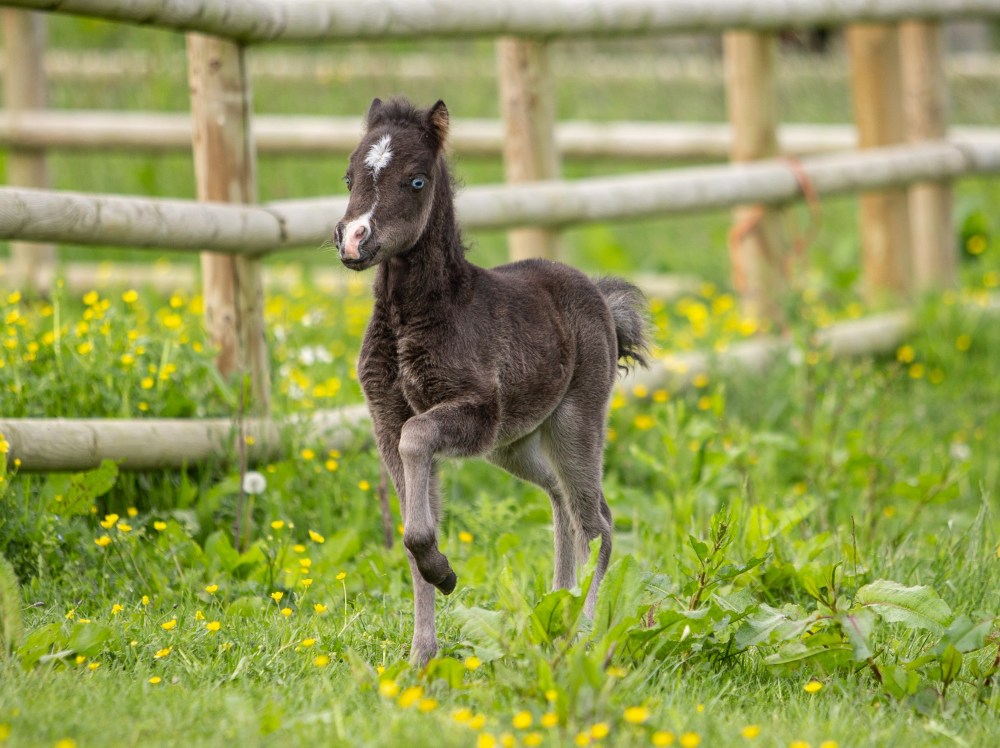 Clayrel BX Black Nyx - Sold American miniature filly