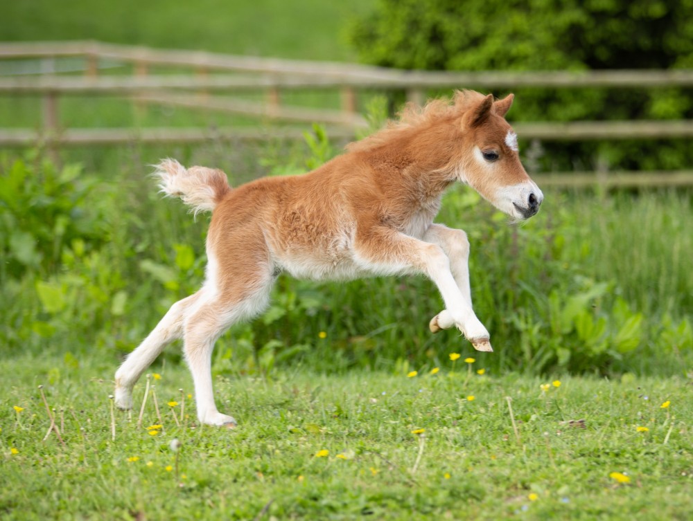Clayrel LB Hawk Sunbeam - Sold American miniature filly