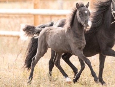 Clayrel Rose BX Firefly - Sold American miniature filly