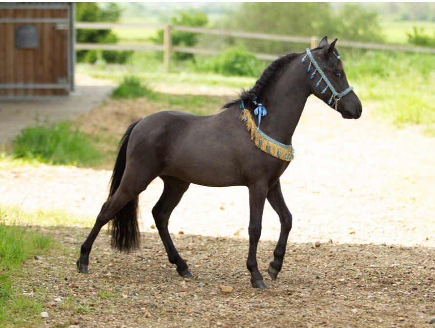 Clayrel BX Black Apollo - American miniature broodmare