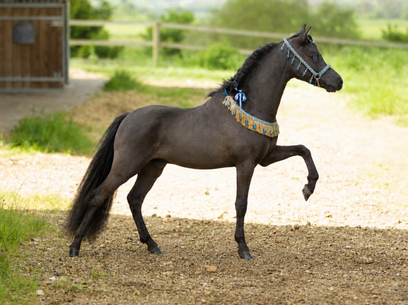 Clayrel BX Black Apollo - American miniature broodmare