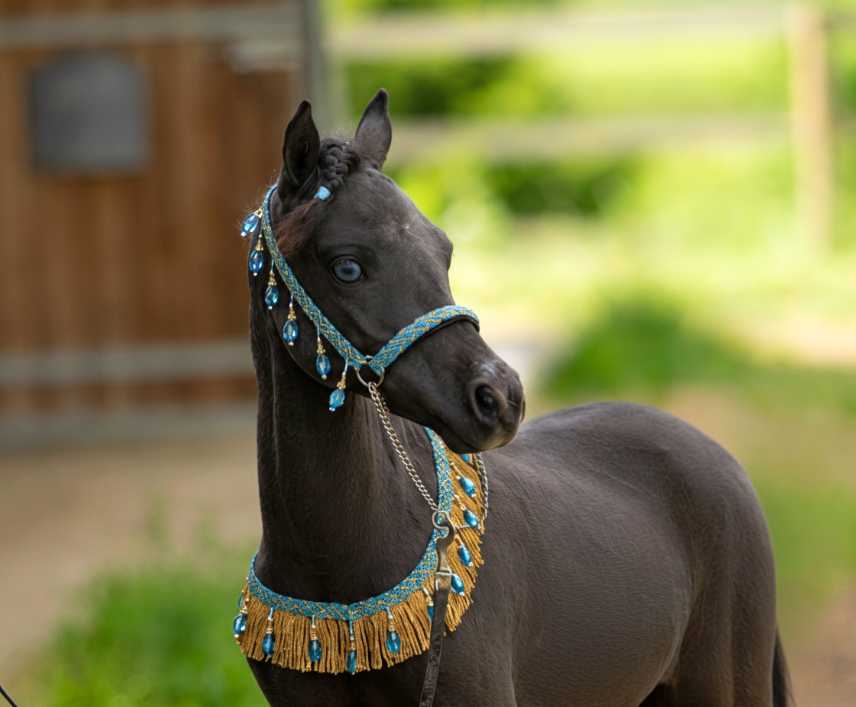 Portrait de Clayrel BX Black Apollo, étalon miniature américain de type mini-arabe