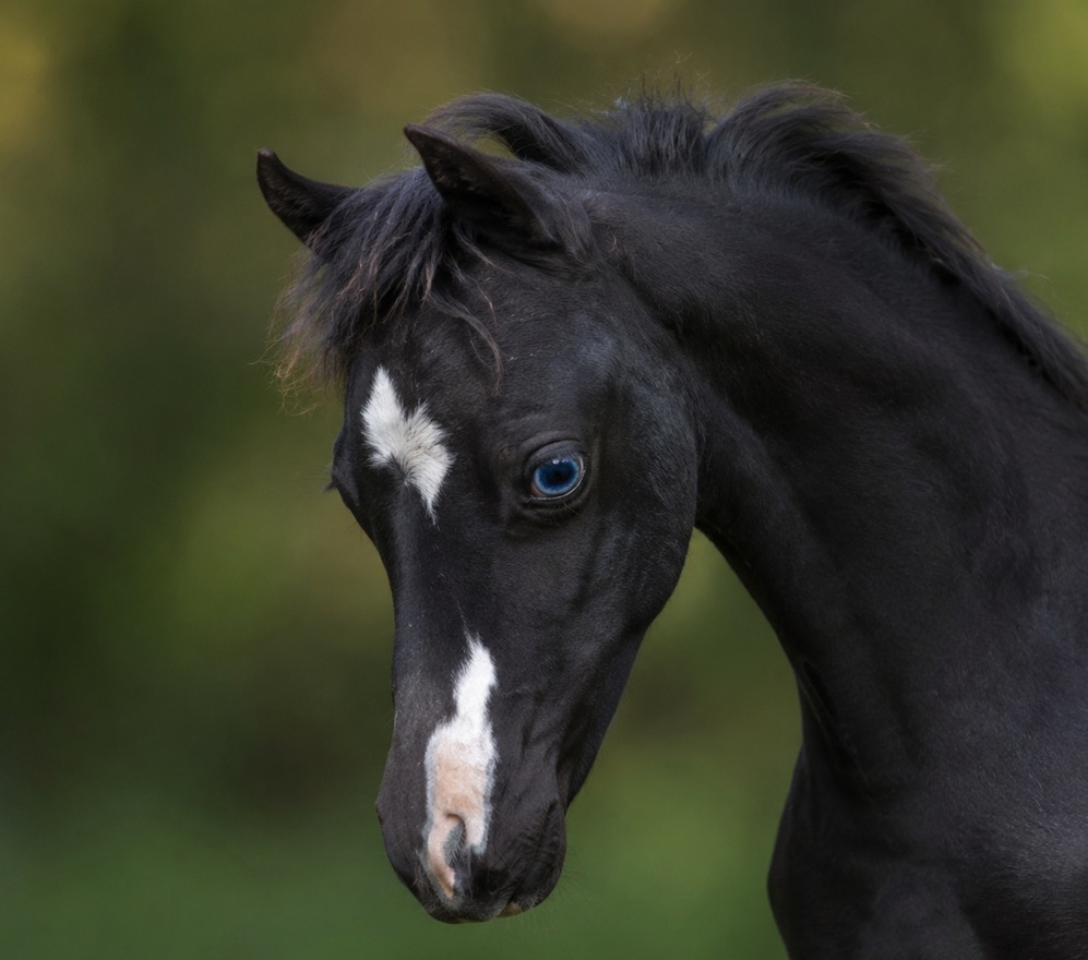 Portrait de ES Painted Love, étalon miniature américain noir sabino overo