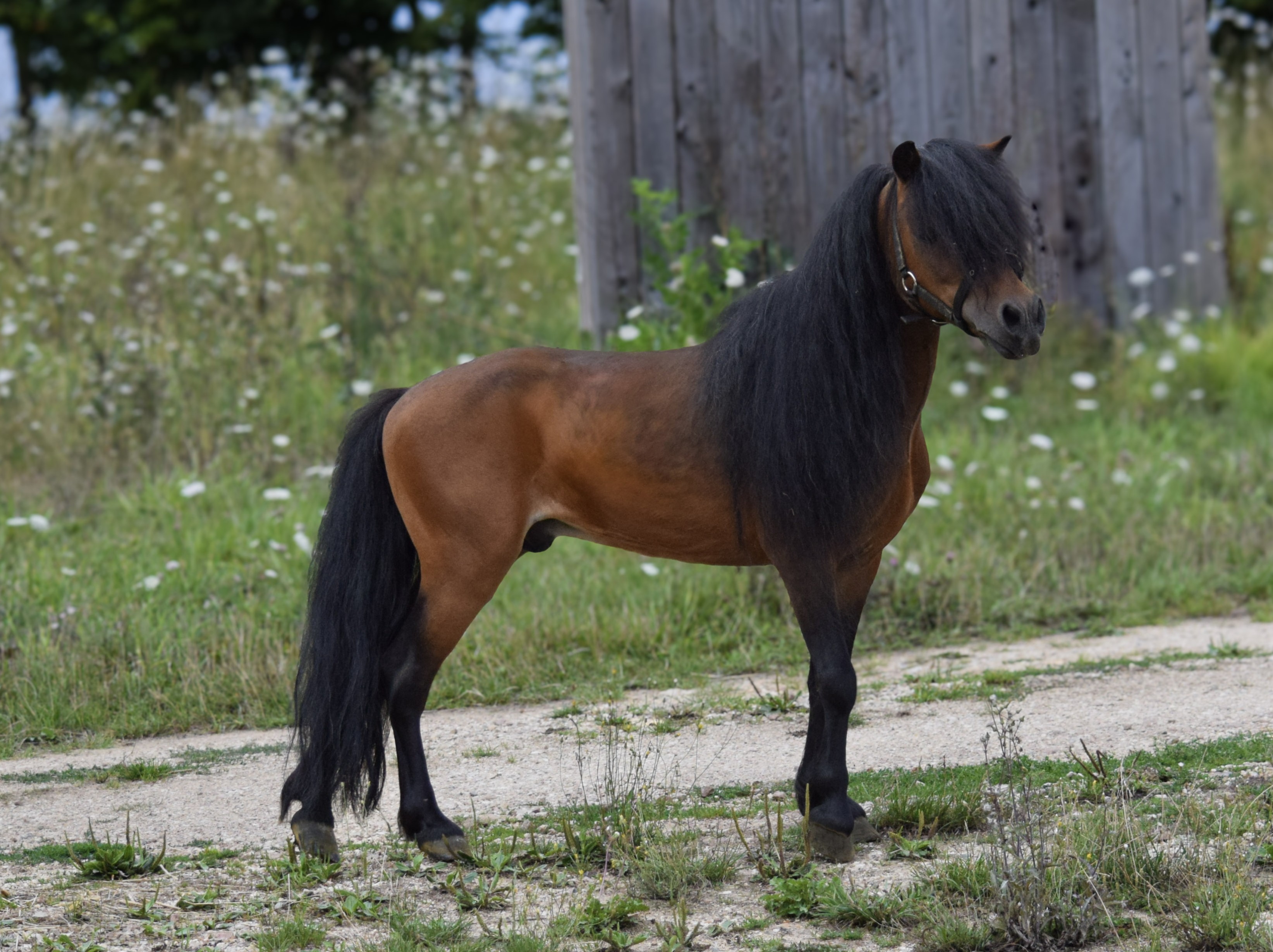 Modello Hawks All About Parker Hawk - American miniature broodmare