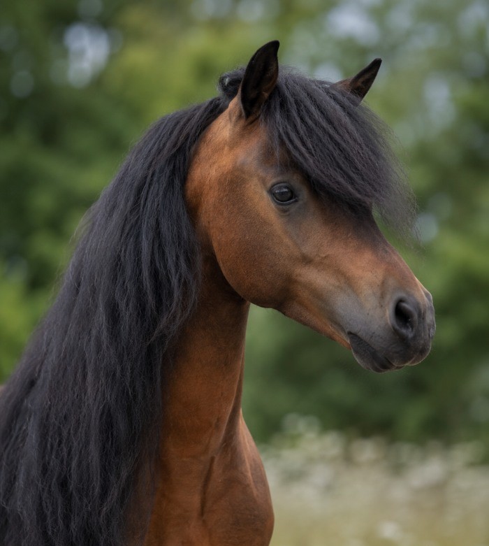 Portrait of Modello Hawks All About Parker Hawk, bay American miniature stallion