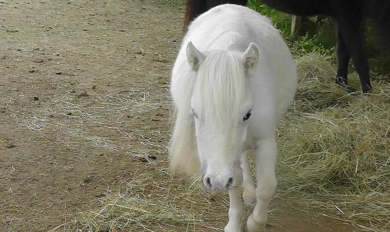 Milou Milou